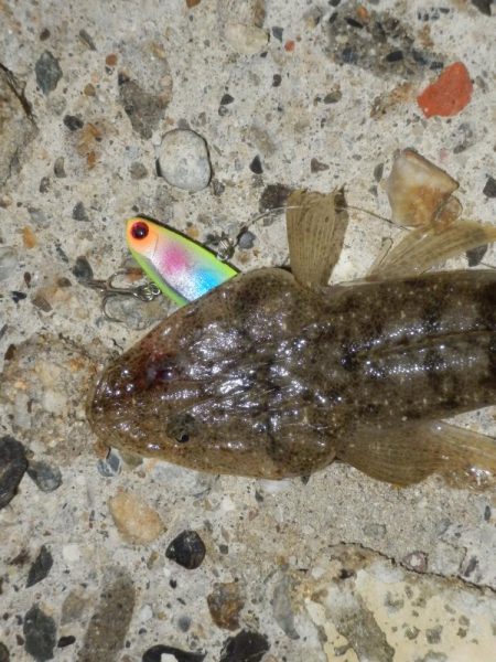 淀川ハクパターン‼コチ（マゴ…